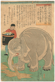 芳豊 Yoshitoyo 『中天竺馬爾加国出生新渡舶来大象之図』-象の図-