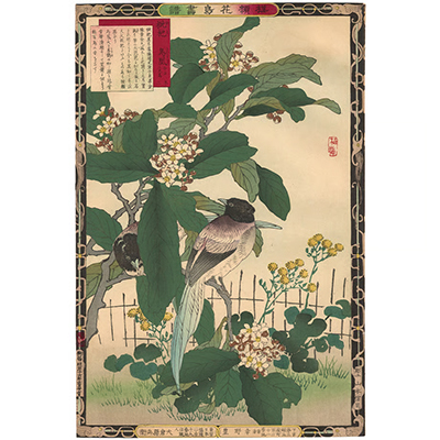 楳嶺 「楳嶺花鳥画譜　枇杷　鳥凰」