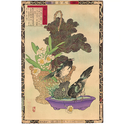 楳嶺 「楳嶺花鳥画譜　甘藍　鵲」