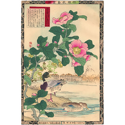楳嶺 「楳嶺花鳥画譜　海石榴　鴨」