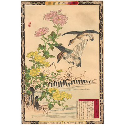 楳嶺 「楳嶺花鳥画譜　寒菊　味鴨」
