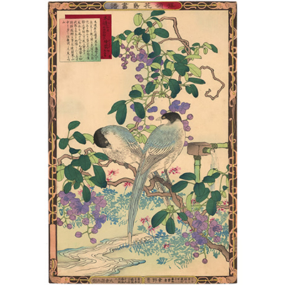 楳嶺 「楳嶺花鳥画譜　木通　練鵲」