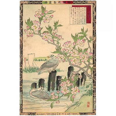 楳嶺 「楳嶺花鳥画譜　桜　鴎」