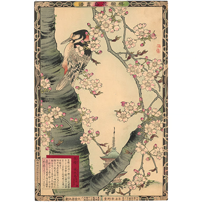 楳嶺 「楳嶺花鳥画譜　糸桜　啄木鳥」