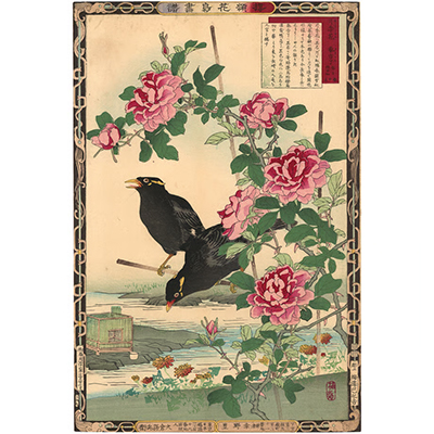 楳嶺 「楳嶺花鳥画譜　月季花　九官鳥」