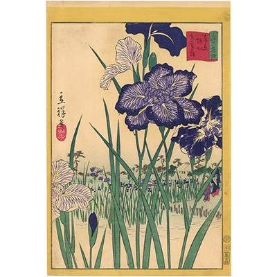 広重二代 「東京名所三十六花撰　堀切花菖蒲」