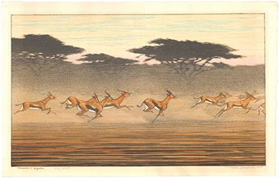 吉田遠志 「Thomson's gazelles」
